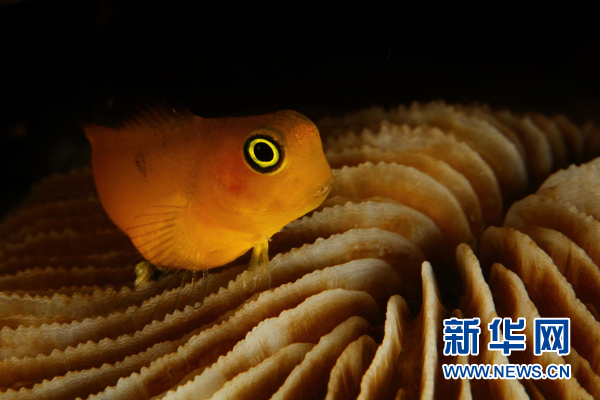 斑斓海底世界：“地球上最后的天堂”(组图)