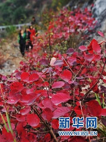 红似彩霞 巫山红叶引客来