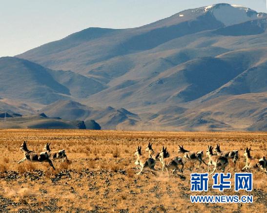 西藏阿里：野生动物的乐园