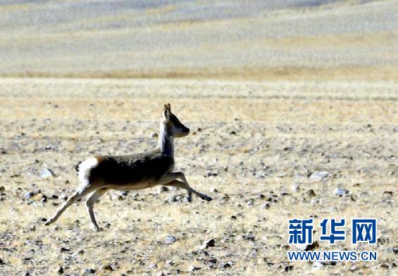西藏阿里：野生动物的乐园