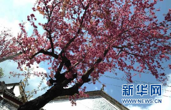 生态大理冬日印象(图)