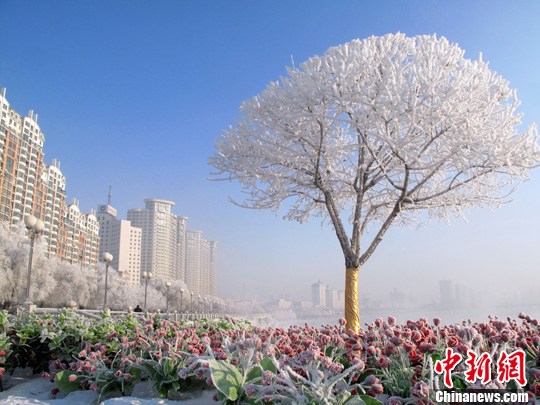 吉林花瓣与雾凇美景