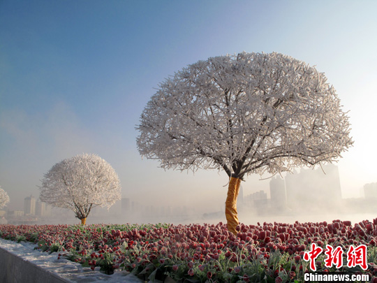 吉林花瓣与雾凇美景