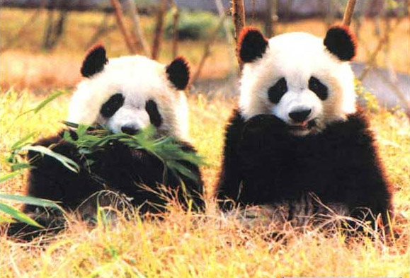 2011年全国游客满意度调查结果发布会（组图）