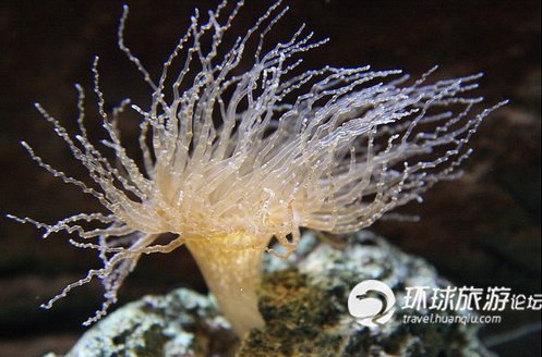 神奇的巴巴多斯岛 有段神秘磁路（图）