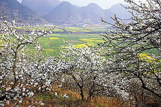踏春而去只为追寻花的姿态 全球花海推荐(组图)
