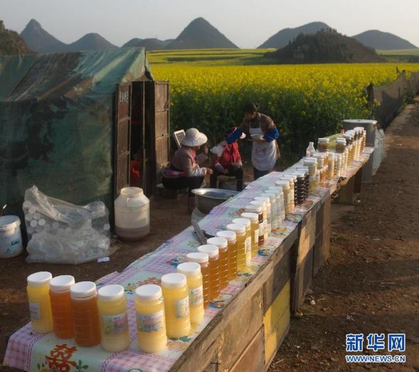 云南罗平：菜花熏得游人醉