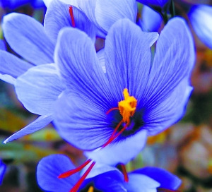 北京植物园春季赏花游（图）