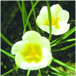 北京植物园春季赏花游（图）