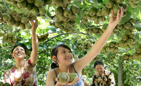 广元：低碳苍溪县 奋进梨乡人