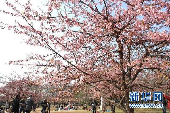 日本：东京春暖花开
