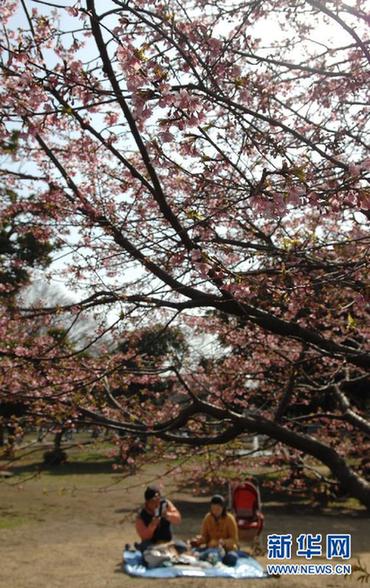 日本：东京春暖花开
