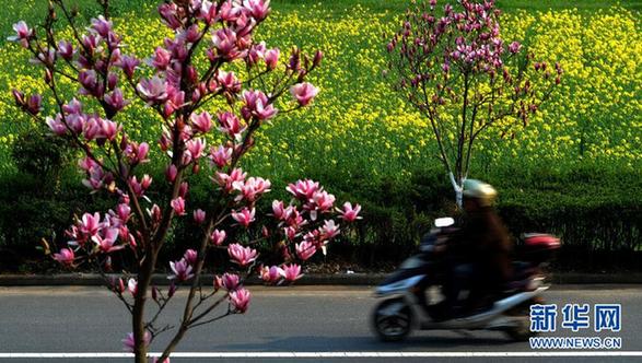 浙江仙居:数万亩油菜花渐次开放