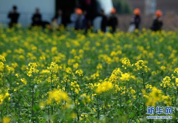 浙江仙居:数万亩油菜花渐次开放