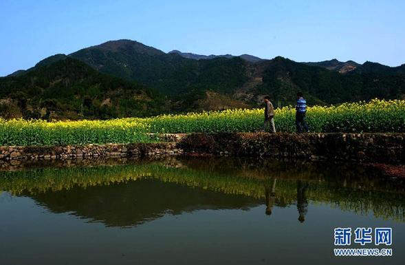 浙江仙居:数万亩油菜花渐次开放