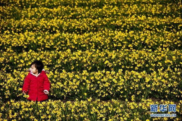 荷兰迎来郁金香盛开时节