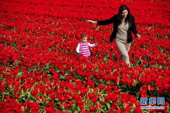 荷兰迎来郁金香盛开时节