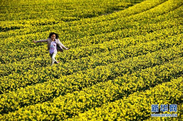 荷兰迎来郁金香盛开时节