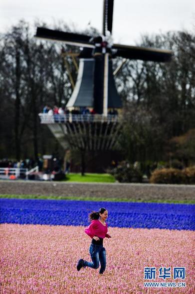 荷兰迎来郁金香盛开时节