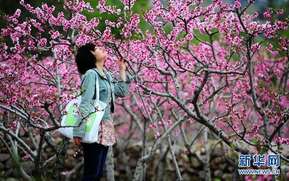四川汉源：桃花盛开的地方