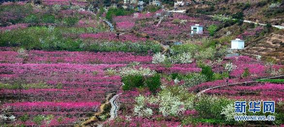 四川汉源：桃花盛开的地方