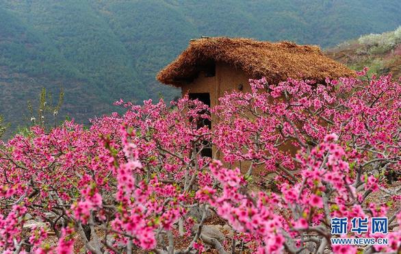 四川汉源：桃花盛开的地方