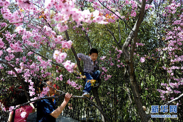 赏花源自爱花 爱花还需惜花