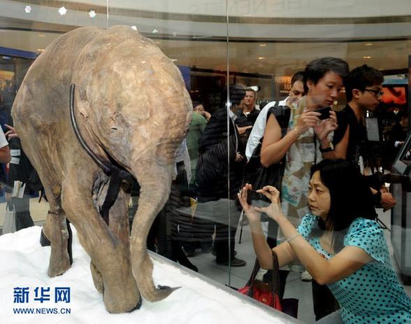 冰河时期长毛象宝宝首次在香港展出