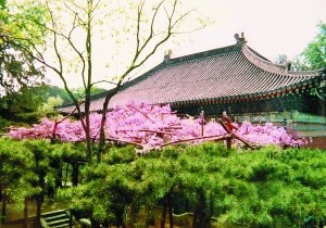 红螺寺景区赏花计（图）