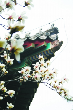 红螺寺景区赏花计（图）