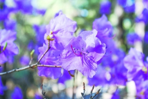 红螺寺景区赏花计（图）