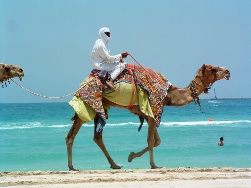 走进奢华的迪拜生活：一个车牌价值60万(组图)