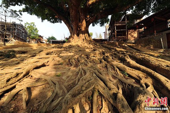 “最后的世外桃源”云南坝美