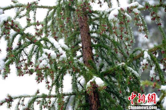 图：新疆喀纳斯景区五月飞雪