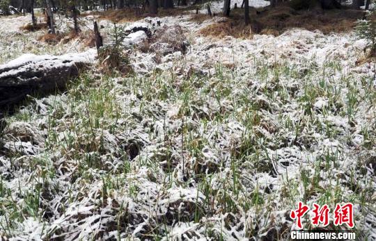 图：新疆喀纳斯景区五月飞雪