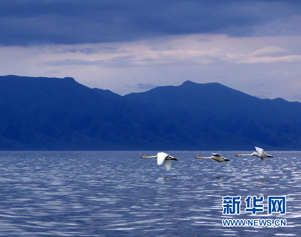 新疆赛里木湖变身“天鹅湖”