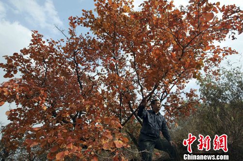神州猎秋斑斓中纯净 中国秋色最美地Top10