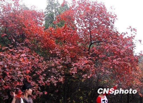 京城不仅香山有红叶 10大最佳赏红地推荐
