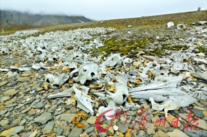 探秘北极鲸鱼坟场 一位旅行作家眼中的北极