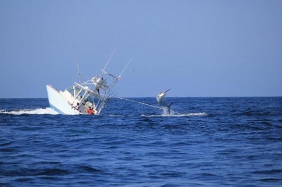 抓拍巨型枪鱼袭击巴拿马渔船