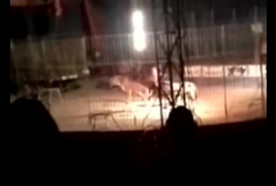 孟加拉虎表演时当众咬死训练员