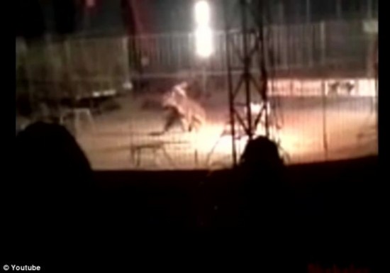 孟加拉虎表演时当众咬死训练员