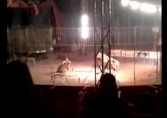 孟加拉虎表演时当众咬死训练员