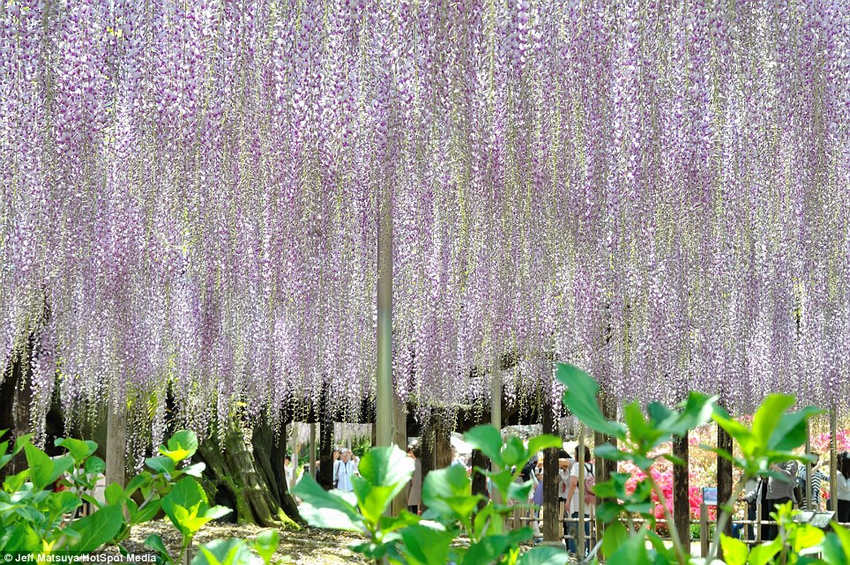 梦幻！《阿凡达》