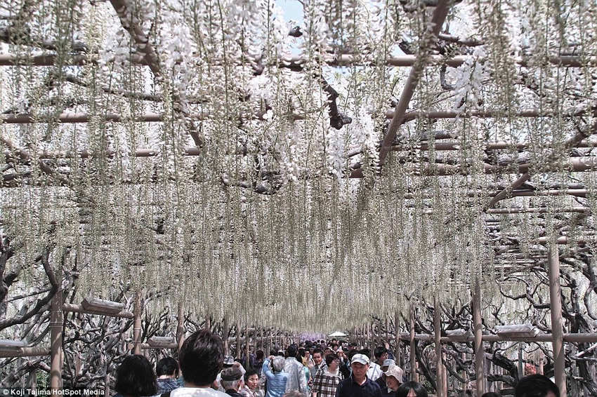 梦幻！《阿凡达》