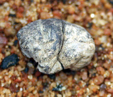 十个迄今发现的最古老物体：7000年石制面具