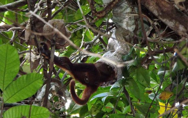 保护玛雅遗址 墨西哥人轰走巧克力博物馆