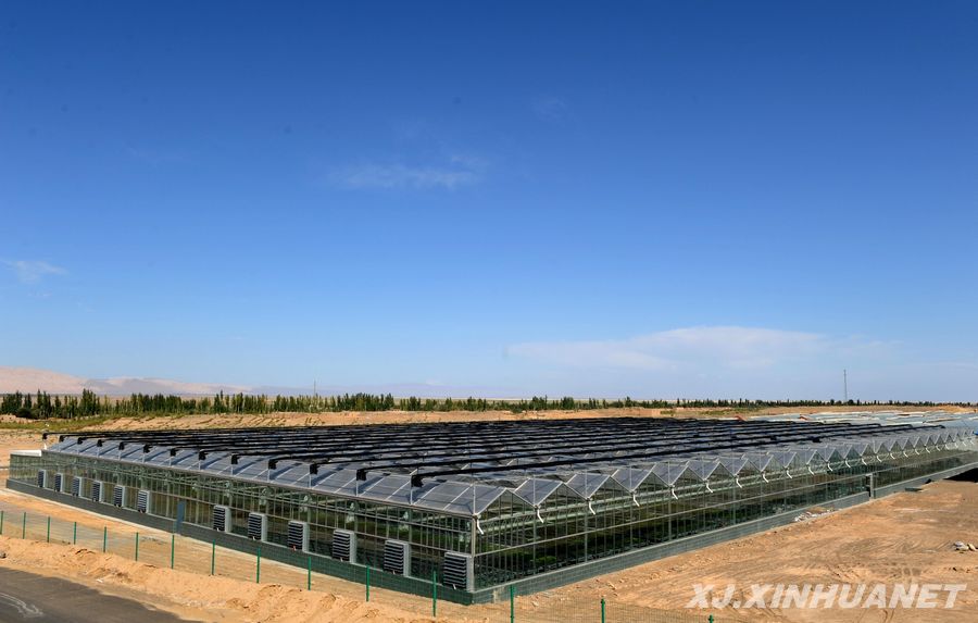 戈壁滩上的光伏育苗工厂
