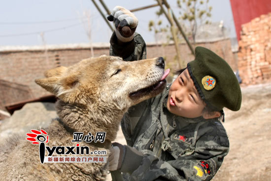 新疆乌鲁木齐市九岁女孩驯养两只大灰狼
