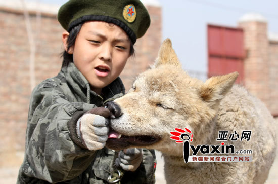 新疆乌鲁木齐市九岁女孩驯养两只大灰狼